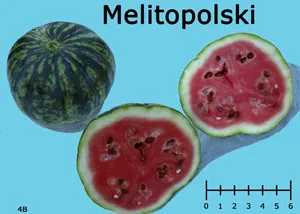 A whole Melitopolski watermelon and two halved sections displaying pink-red flesh and black seeds, with a ruler for scale on a light blue background.