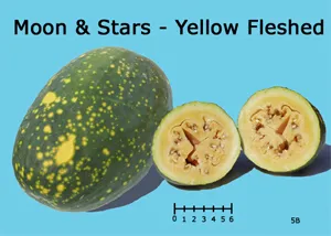 A whole Moon & Stars watermelon and two cross-sections showing its yellow flesh, set against a blue background.