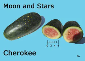 A whole and halved Moon and Stars watermelon (Cherokee strain) on a light blue background, showcasing dark green skin with yellow speckles and bright pink flesh.