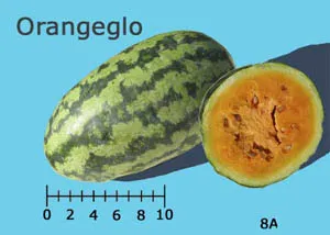 An Orangeglo watermelon shown whole on the left and a cross-section on the right, revealing its orange flesh and seeds, against a light blue background with a size ruler below.
