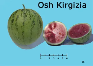 Osh Kirgizia watermelon displayed with a whole fruit on the left and two halved sections on a light blue background, featuring pink-red flesh and black seeds.