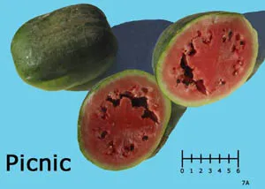 A halved picnic watermelon with red flesh and black seeds on a turquoise background, labeled "Picnic" with a measurement scale on the side.