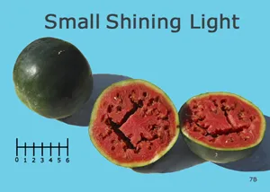 Whole and halved "Small Shining Light" watermelon against a light blue background, with a ruler below for size reference.