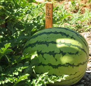 A small watermelon with dark green stripes sits among green foliage, accompanied by a wooden marker labeled "3A-2."