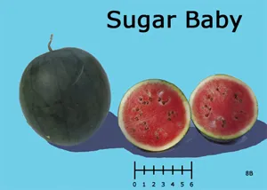 A whole Sugar Baby watermelon next to two halved pieces, showing red flesh and seeds, on a blue background with a measurement scale below.