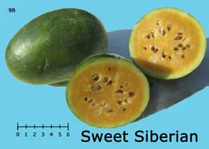 A Sweet Siberian watermelon, cut in half, shows yellow-orange flesh with seeds, set against a blue background. A scale bar is included at the bottom.