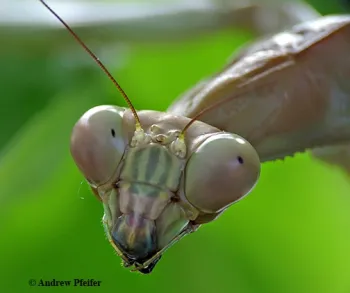 This is an adult female, Plistospilota guineensis, in Andrew Pfeifer's collection in Monroe County, N.C. (Photo by Andrew Pfeifer)