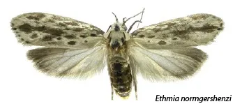 Ethmia normgershenzi