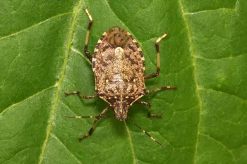 Brown Marmorated Stink Bug