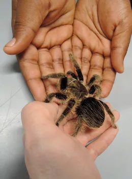 This rose-haired tarantula at the Bohart Museum of Entomology was a popular attraction at the 2017 Biodiversity Museum Day. (Photo by Kathy Keatley Garvey)