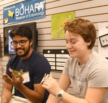UC Davis Entomology Club president Chloe Shott and Lohitashwa “Lohit” Garikipati, club secretary, hold praying mantises from the Garikipati collection. (Photo by Kathy Keatley Garvey)