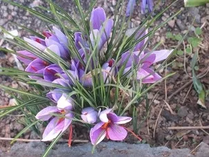 established clump of crocus howard wu