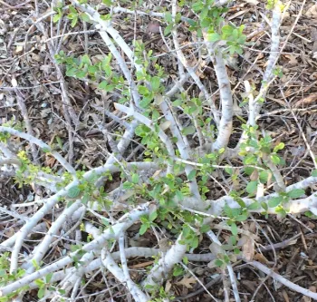 Ceanothus 'Valley Violet' after hard pruning
