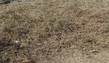 Epilobium 'Catalina' after pruning