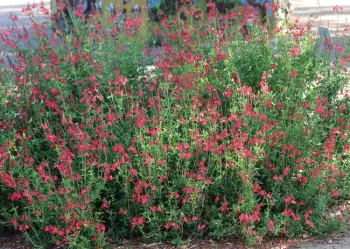 Salvia 'Fire Dancer' in full bloom