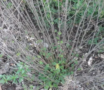 Calamint before pruning