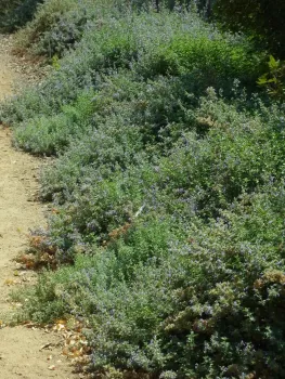 Catmint 'Walker's Low' before pruning