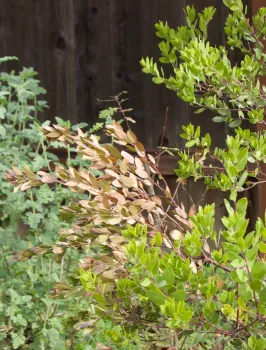 Dieback on 'Lutsko's Pink' manzanita
