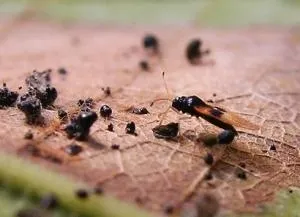 lace bug and excrement on leaf