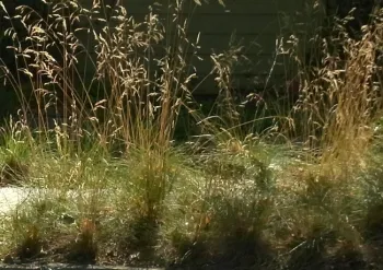 California fescue before pruning