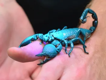 Scorpions fluoresce or glow brightly under ultraviolet light. (Photo by Kathy Keatley Garvey)