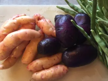 Fingerling and purple potatoes