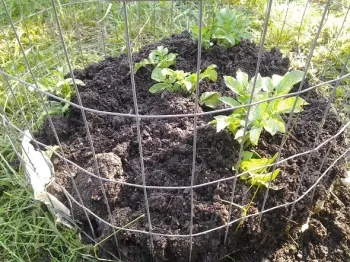 DIY heavy gauge wire cage