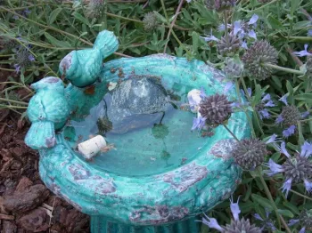 Shallow bird bath with rocks