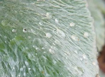 Water droplets on lamb's ear