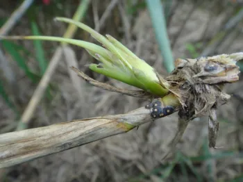 Figure 7. Arundo armored scale.