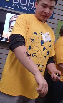 UC Davis student Danny Nguyen coaxes a walking stick or stick insect. (Photo by Kathy Keatley Garvey)