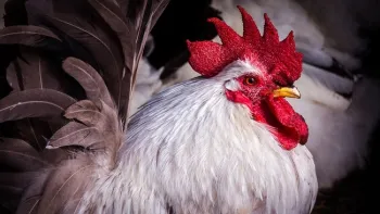 poultry show