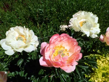 Peony, 'Coral Sunset'