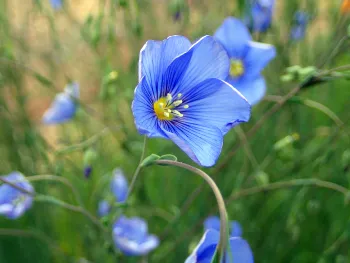 Blue Flax