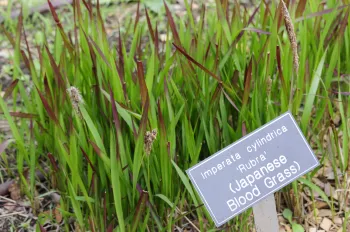 Japanese Blood Grass returning