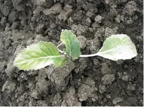 Photo 4. Outer leaves affected on cauliflower