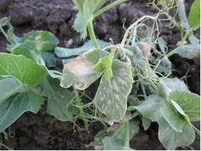 Photo 12. Interveinal necrosis on peas