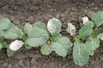 Photo 14. Goal symptoms on broccoli Photo applied post emergence