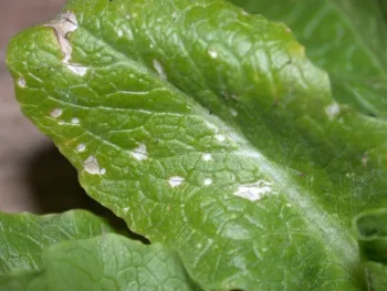 Photo 15. Goal drift on lettuce