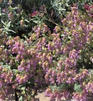 Amethyst Falls Oregano[14565]