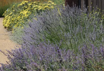 Purple and yellow flowers in a bee garden