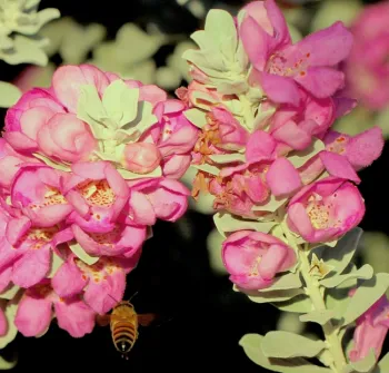 Spotted nectar guides in the center of Texas ranger flowers