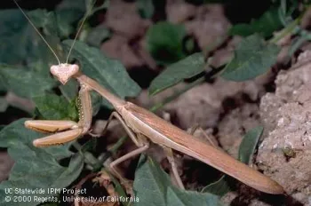 Praying mantid. (Jack Kelly Clark)