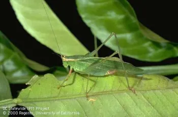 Katydid adult. (Photo: Jack Kelly Clark)