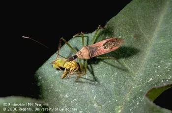 Assassin bug. (Photo: Jack Kelly Clark)