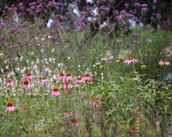 Echinacea, gaura, and tall verbena flowers