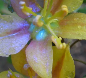 Flannel bush flower as bees see it