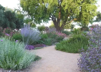 Shades of purple in the Honey Bee Haven