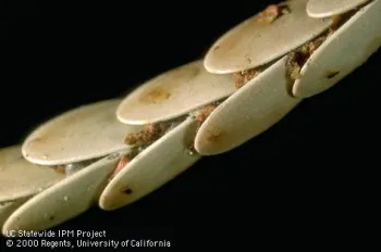 Katydid eggs. (Photo: Jack Kelly Clark)