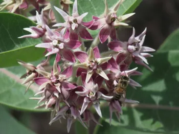 Showy milkweed, J. Alosi